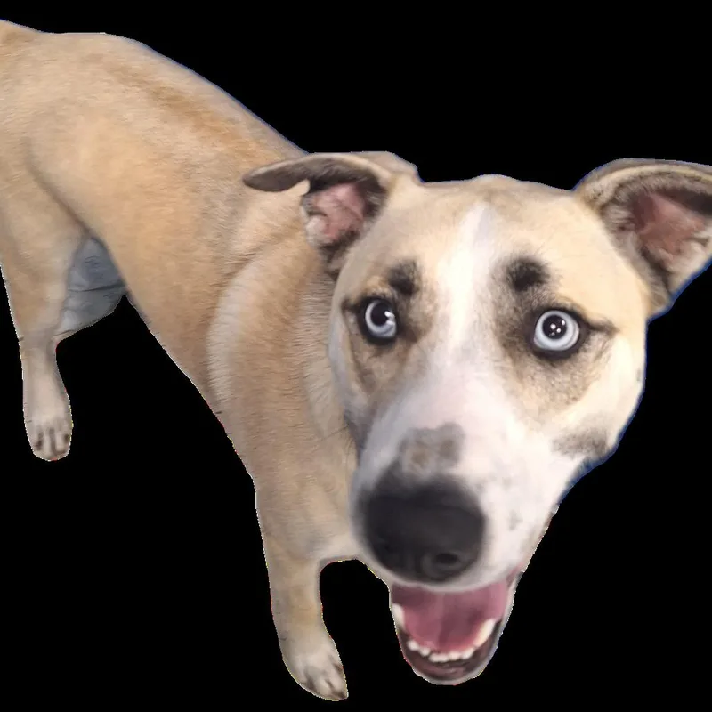 Shenzi Aka Maizy thumbnail 2