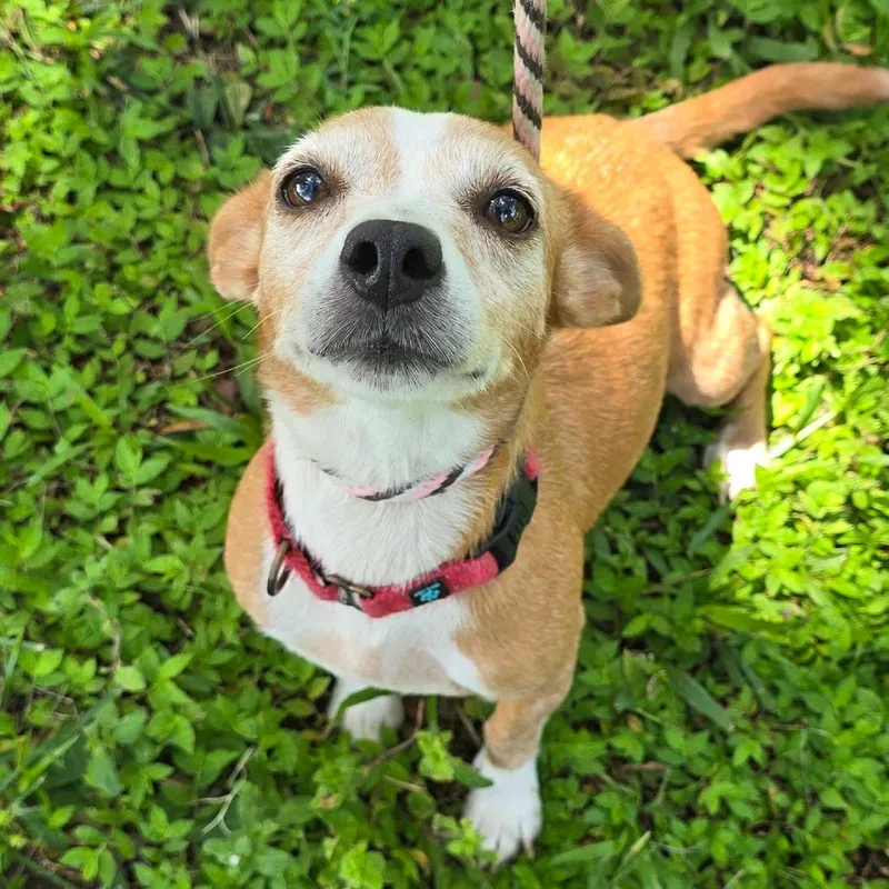 An adult small-sized female Brown / Chocolate Miniature Dachshund dog named Kloie for adoption in Williston, FL