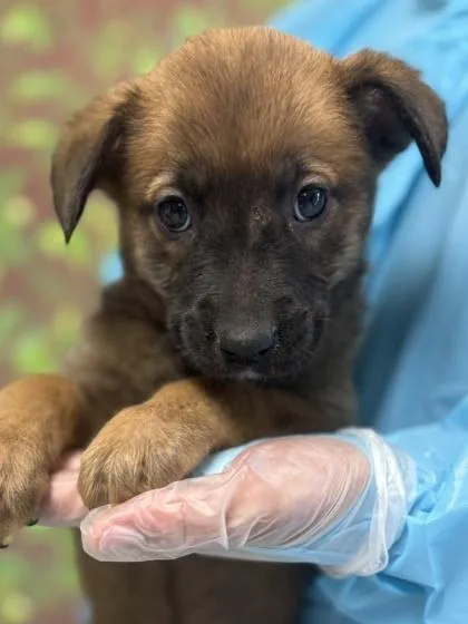A young small-sized female Shepherd dog named Ginger for adoption in San Antonio, TX