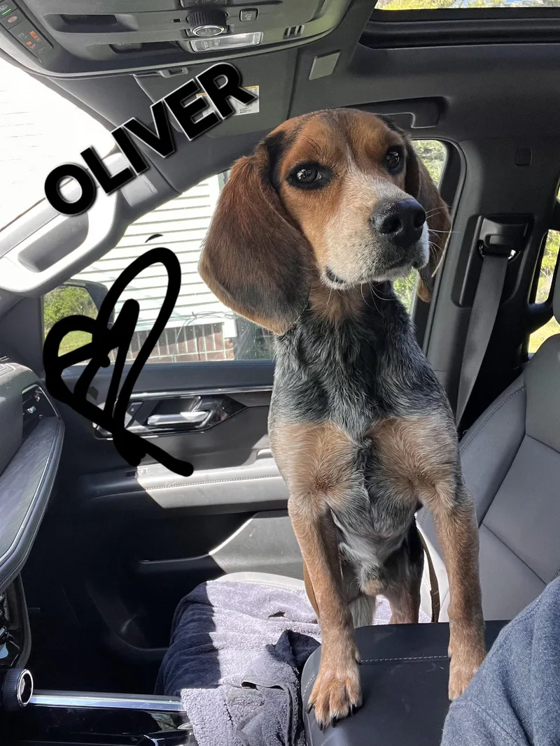 Oliver thumbnail 5