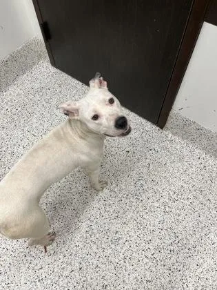 An adult medium-sized female Pit Bull Terrier dog named Queso for adoption in Atlanta, GA