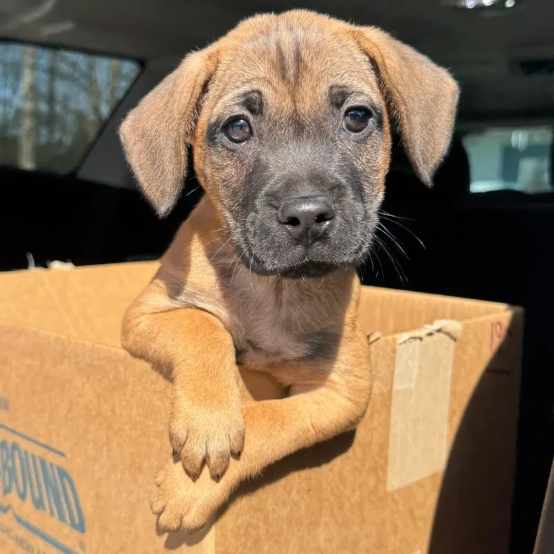 A baby large-sized male Brown / Chocolate Mixed Breed dog named Moseby for adoption in Columbus, NC