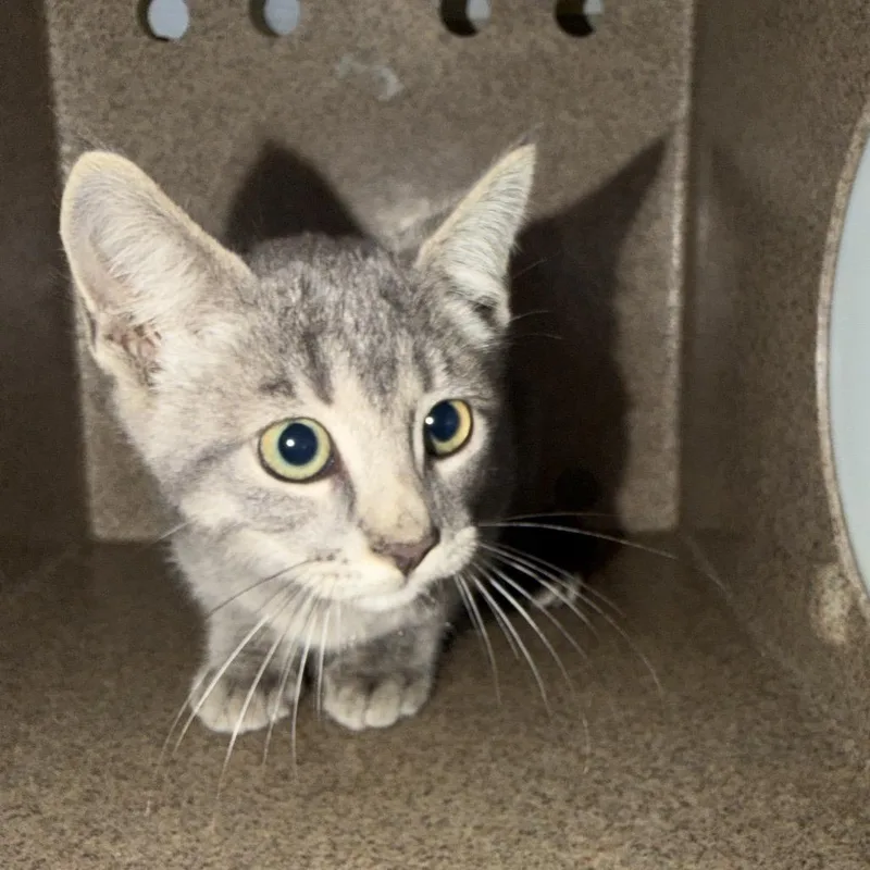 A baby small-sized male Gray / Blue / Silver Domestic Short Hair cat named Hector for adoption in Birmingham, AL
