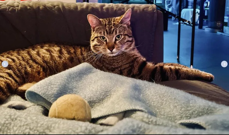 A young medium-sized male Tabby cat named Ollie  Comes When for adoption in Atlanta, GA