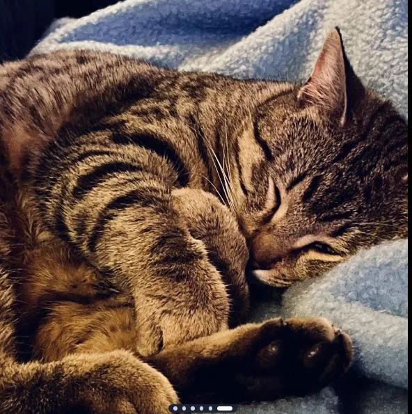 Ollie  Comes When thumbnail 2