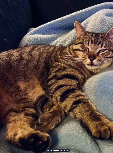 Ollie  Comes When thumbnail 3