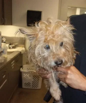A senior small-sized female Yorkshire Terrier dog named Penelope for adoption in Van Nuys, CA
