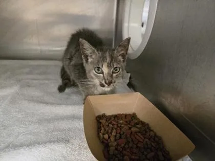 A baby small-sized female Domestic Short Hair cat named Nyla for adoption in Gainesville, FL