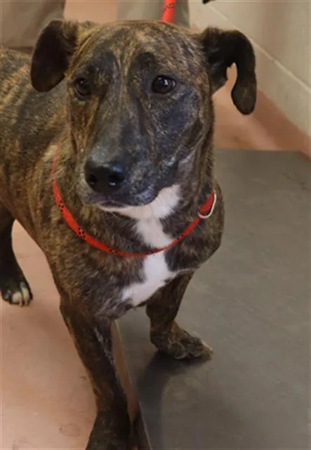 An adult medium-sized female Mixed Breed dog named Lovey for adoption in Columbia, SC
