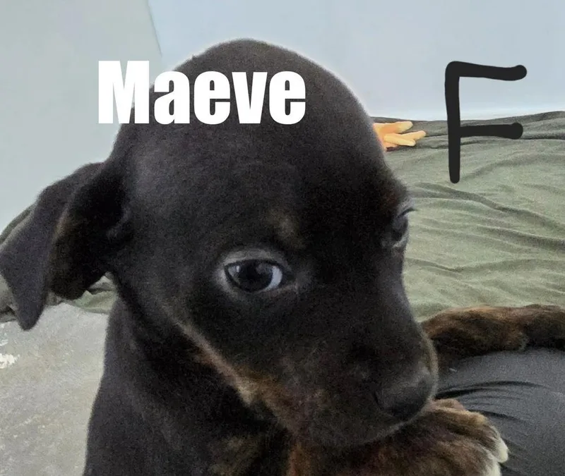 Maeve