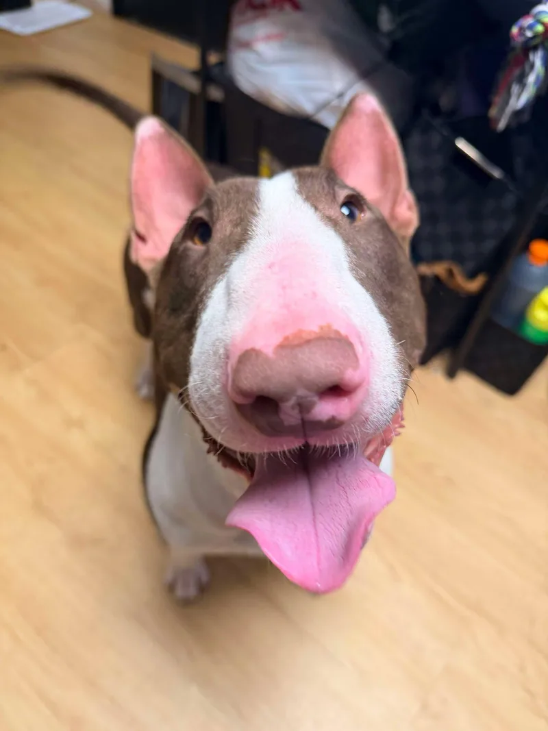An adult large-sized male Bull Terrier dog named Harold for adoption in New York, NY