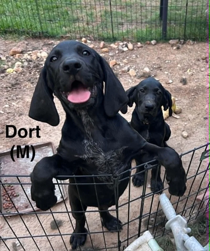 A baby large-sized male Black and Tan Coonhound dog named Dort aka Hank for adoption in Clinton, WI