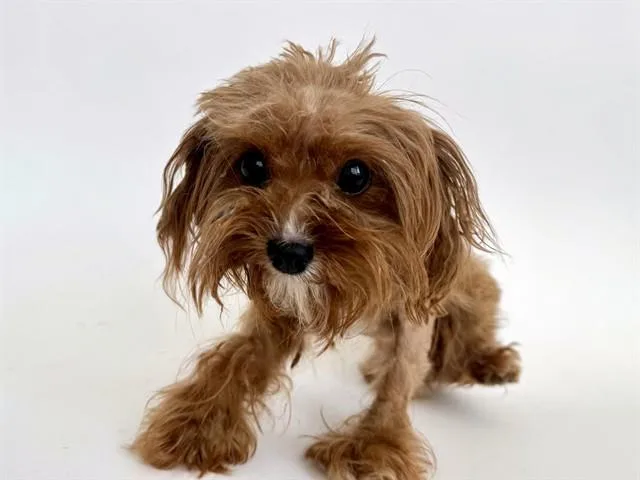 A young small-sized female Poodle dog named Cocoa Puff for adoption in Saint Louis, MO