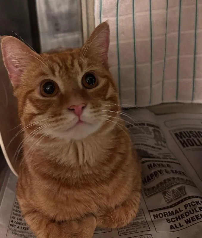 An adult medium-sized male Domestic Short Hair cat named Stromboli for adoption in Cortland, NY