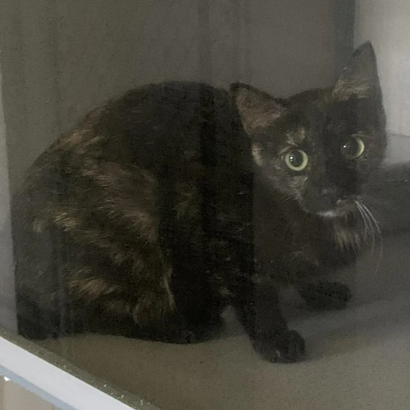 A young small-sized female Black Domestic Short Hair cat named Hillstray for adoption in Buchanan Dam, TX