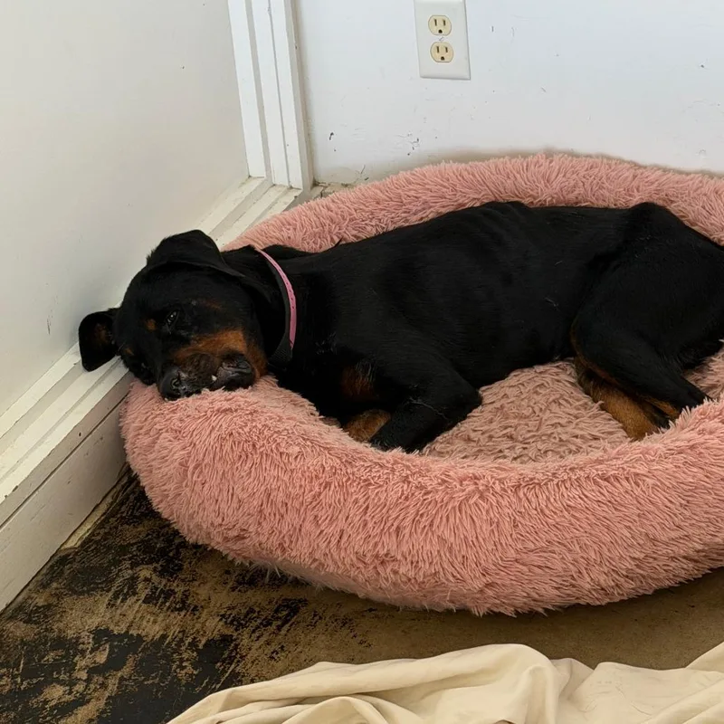 An adult medium-sized female Rottweiler dog named Gretchen for adoption in Clarksdale, MS