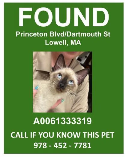 A young small-sized male Siamese cat named Marshmallow for adoption in Lowell, MA