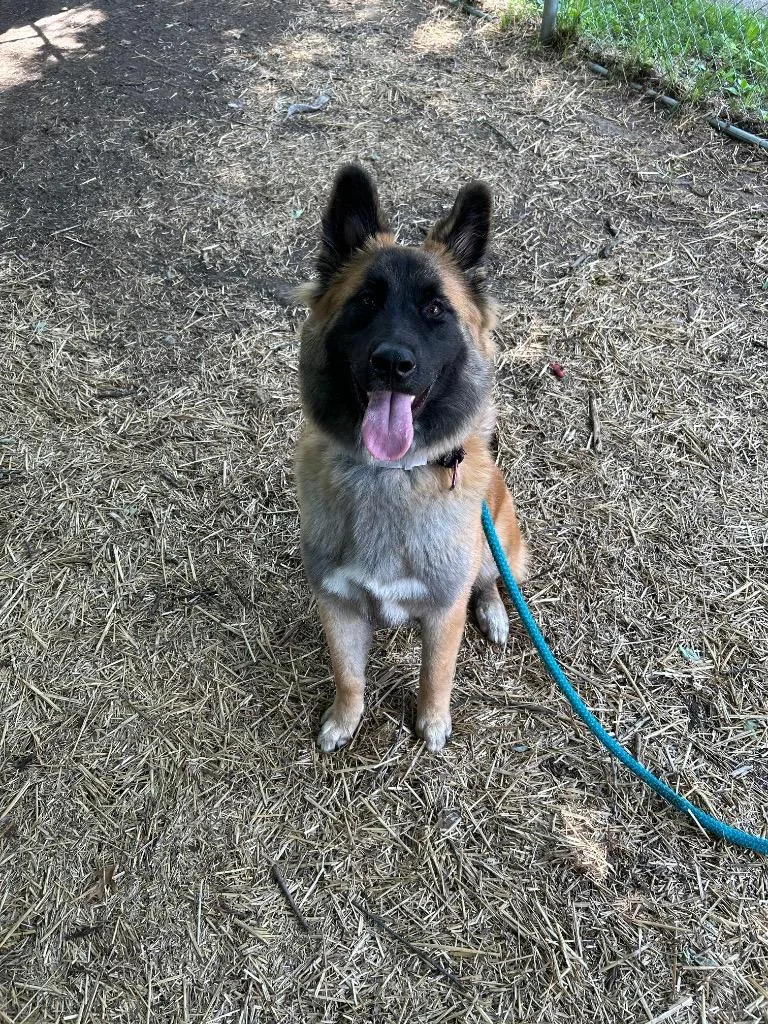 A baby large-sized female Belgian Shepherd / Malinois dog named Snickers for adoption in Utica, MI