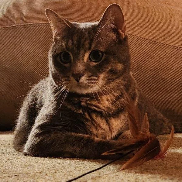 An adult medium-sized female Tabby (Gray / Blue / Silver) Tabby cat named Sweet Pea for adoption in Oswego, NY
