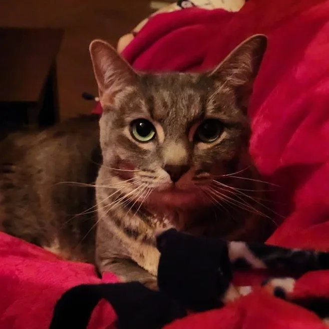 Sweet Pea thumbnail 3