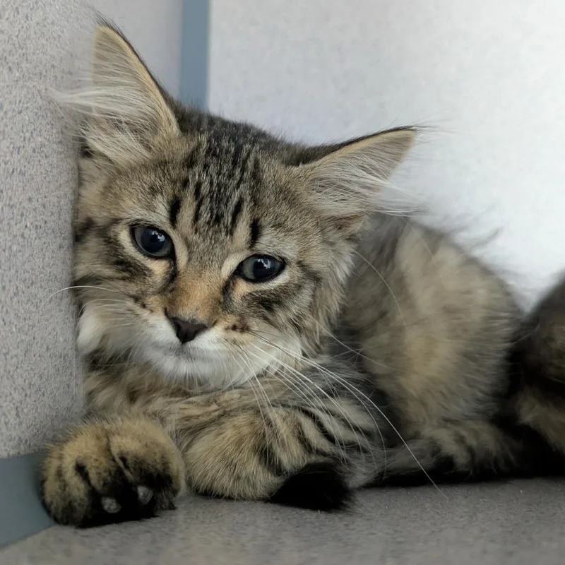 A baby small-sized male Brown / Chocolate Domestic Medium Hair cat named Gizmo for adoption in Evansville, IN