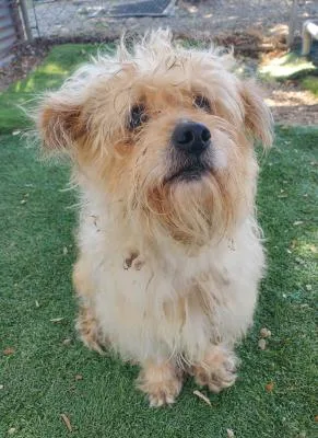 A young small-sized male Yellow / Tan / Blond / Fawn Terrier dog named Papa Dog for adoption in Santa Paula, CA