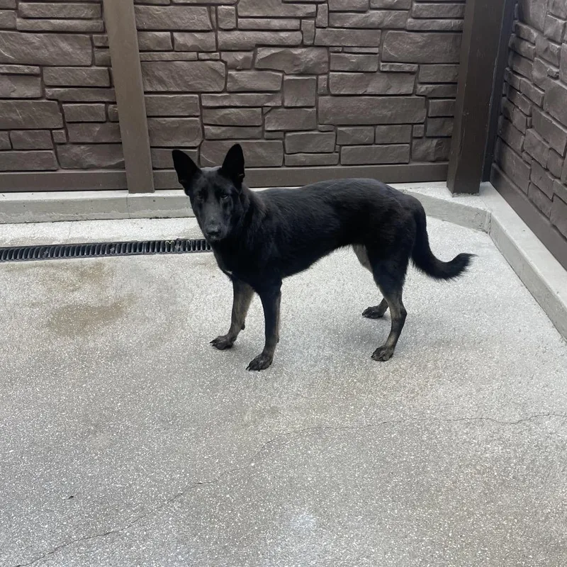 An adult large-sized female Black German Shepherd Dog dog named Perdita for adoption in LOXAHATCHEE, FL