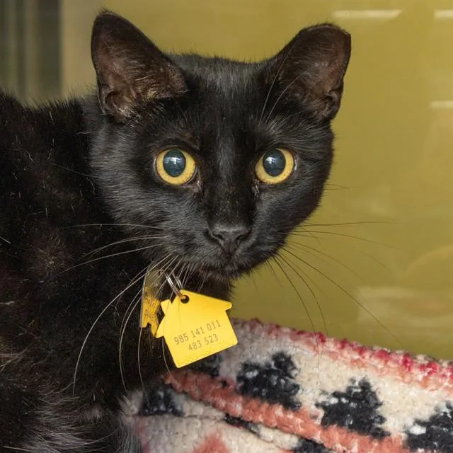 A young small-sized female Domestic Short Hair cat named Boba for adoption in St. Louis, MO