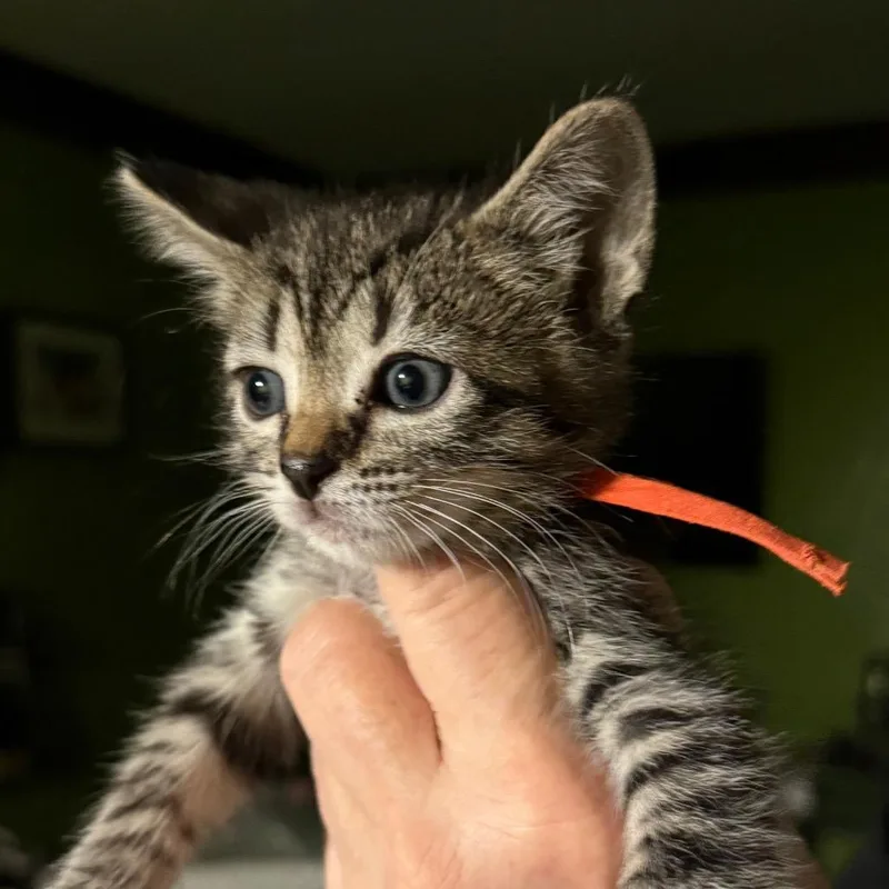 A baby small-sized male Brown / Chocolate Domestic Short Hair cat named Spinach for adoption in Lauderhill, FL