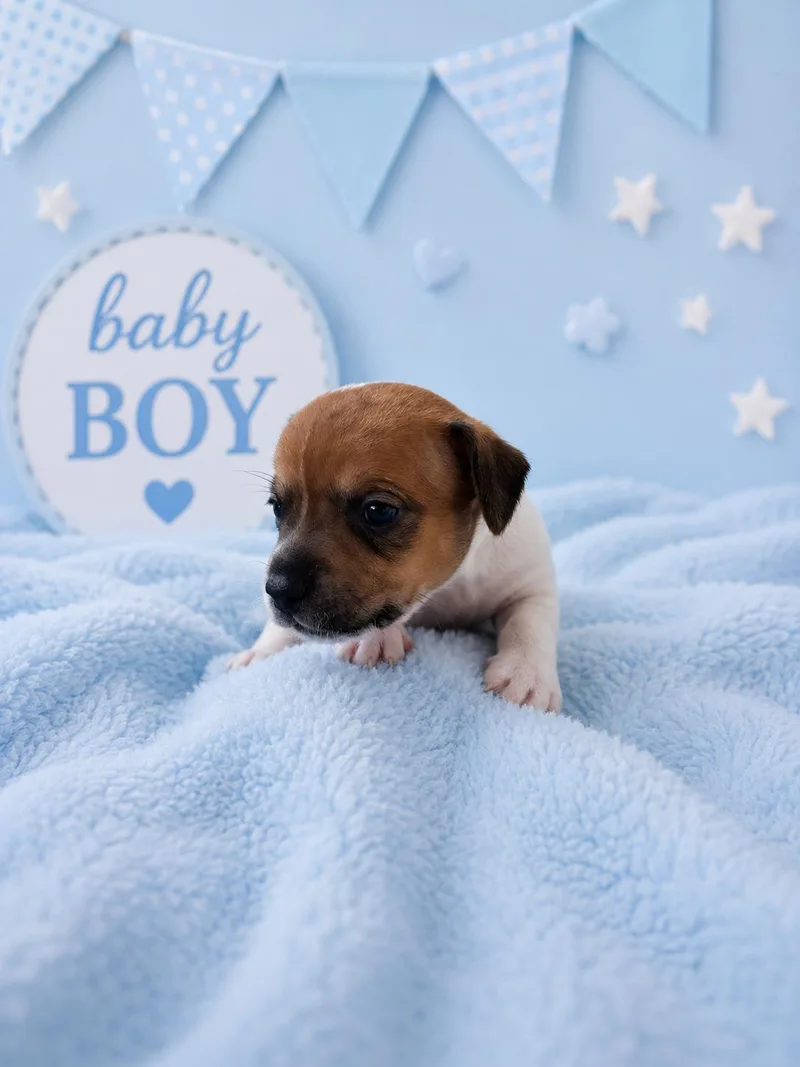 A baby small-sized male Tricolor (Brown, Black, & White) Beagle dog named Mater for adoption in Vernon, CT