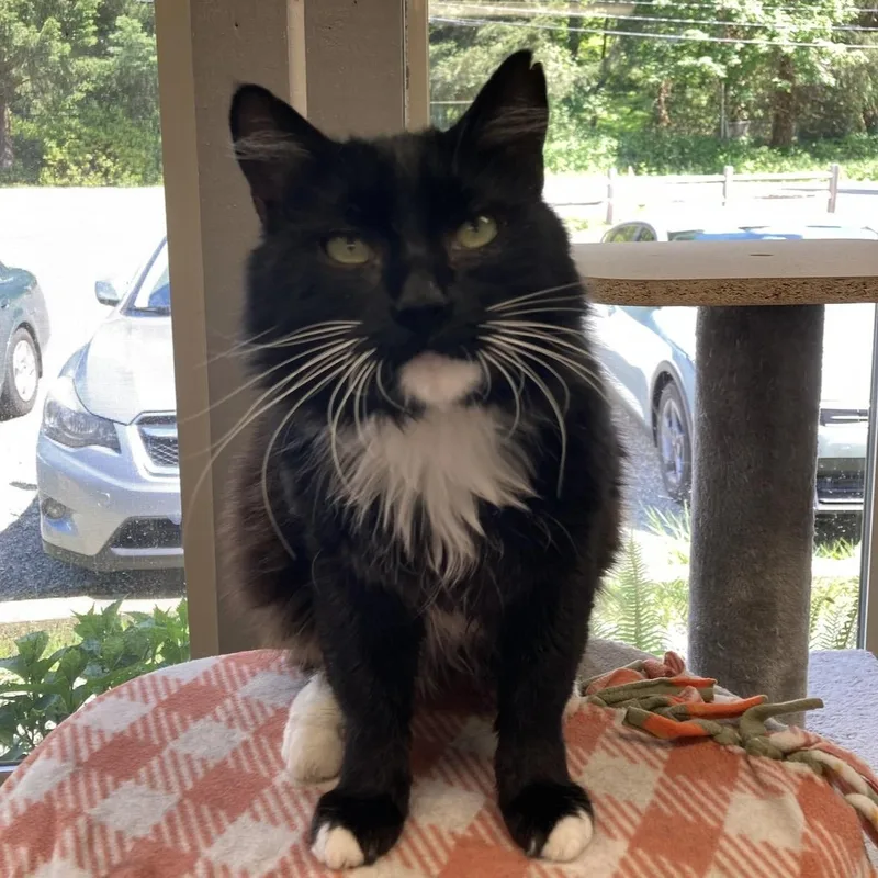 An adult medium-sized male Black & White / Tuxedo Domestic Long Hair cat named Sylvester for adoption in Renton , WA