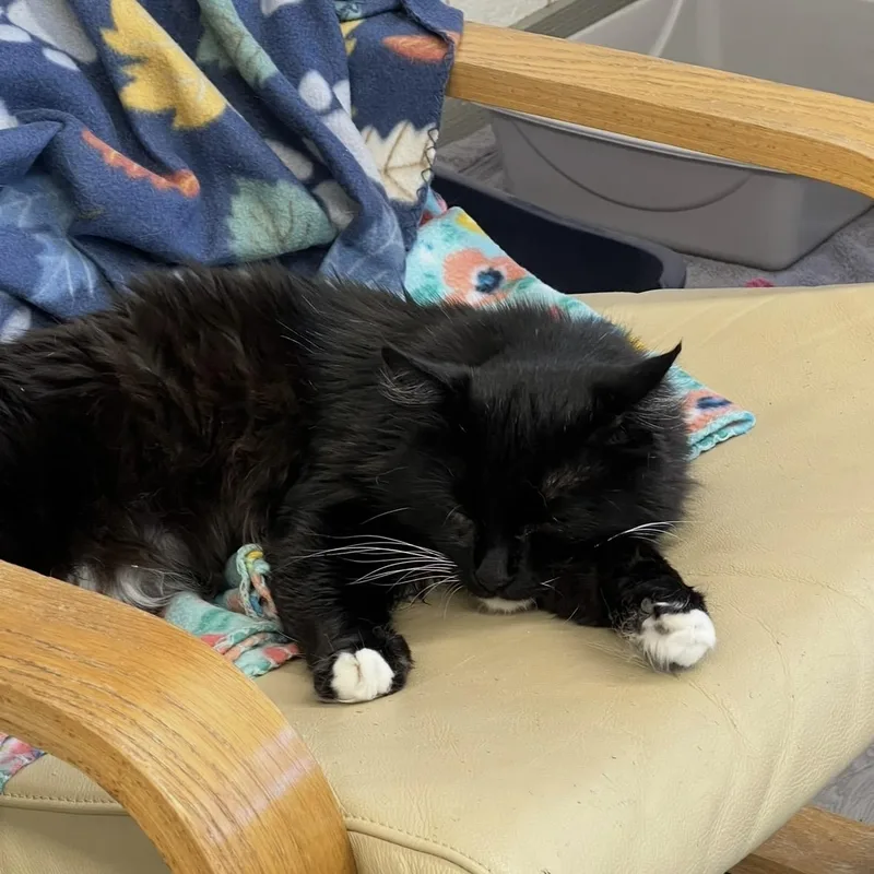 Sylvester thumbnail 2