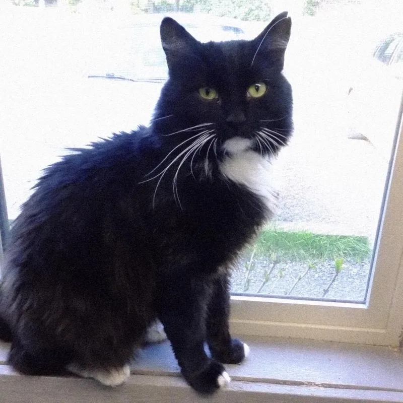 Sylvester thumbnail 3