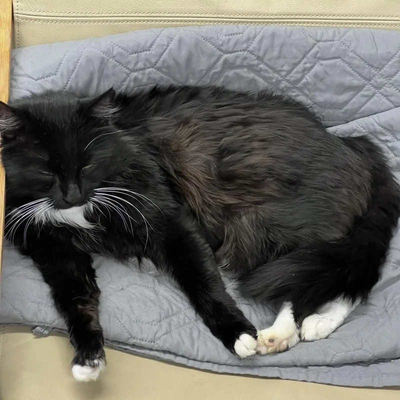 Sylvester thumbnail 4
