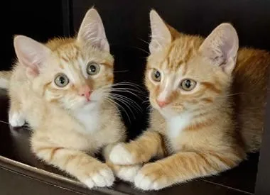 A baby medium-sized male Tabby (Orange / Red) Domestic Short Hair cat named Graham & Waverly for adoption in North Highlands, CA