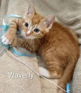 Graham & Waverly thumbnail 2