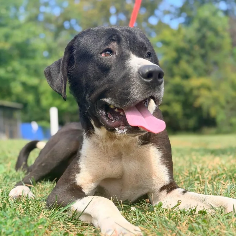 An adult large-sized male Black Mixed Breed dog named Flute for adoption in Huntington, WV
