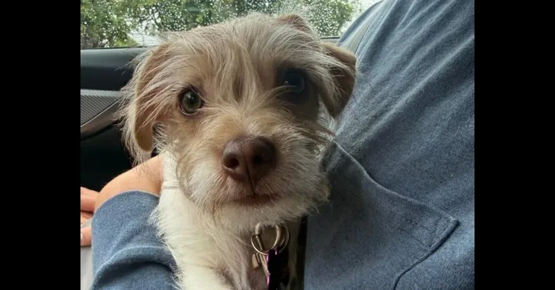A baby small-sized female Terrier dog named Reyna for adoption in Richardson, TX