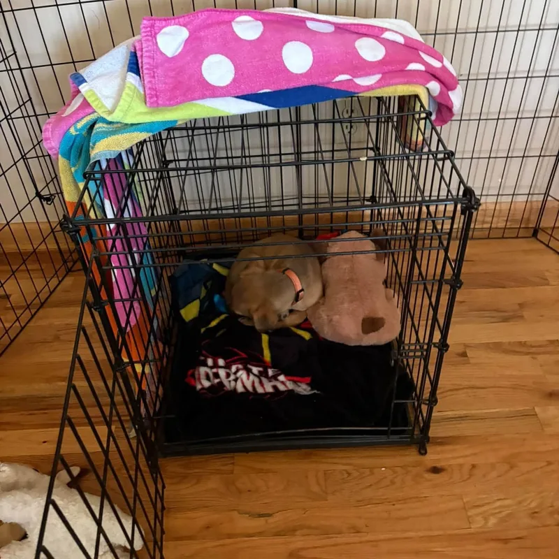 A baby medium-sized male Apricot / Beige Mixed Breed dog named Charming for adoption in Alma, MI