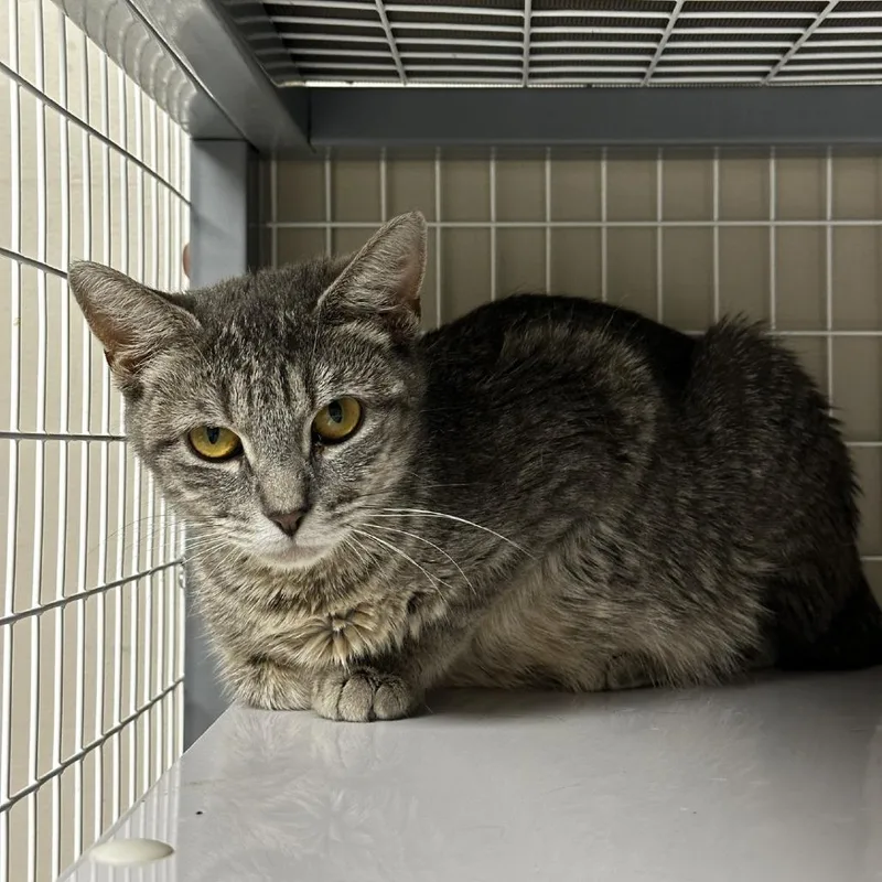 A young medium-sized female Gray / Blue / Silver Domestic Short Hair cat named Marie for adoption in Blue Ridge, GA