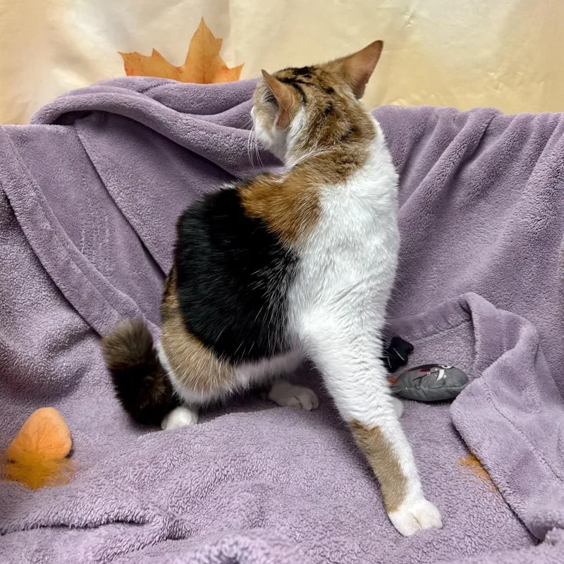 A young medium-sized female Calico Domestic Short Hair cat named Unknown for adoption in Henderson, NV