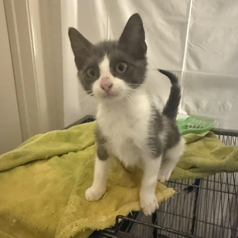 Iversoni Ort thumbnail 3