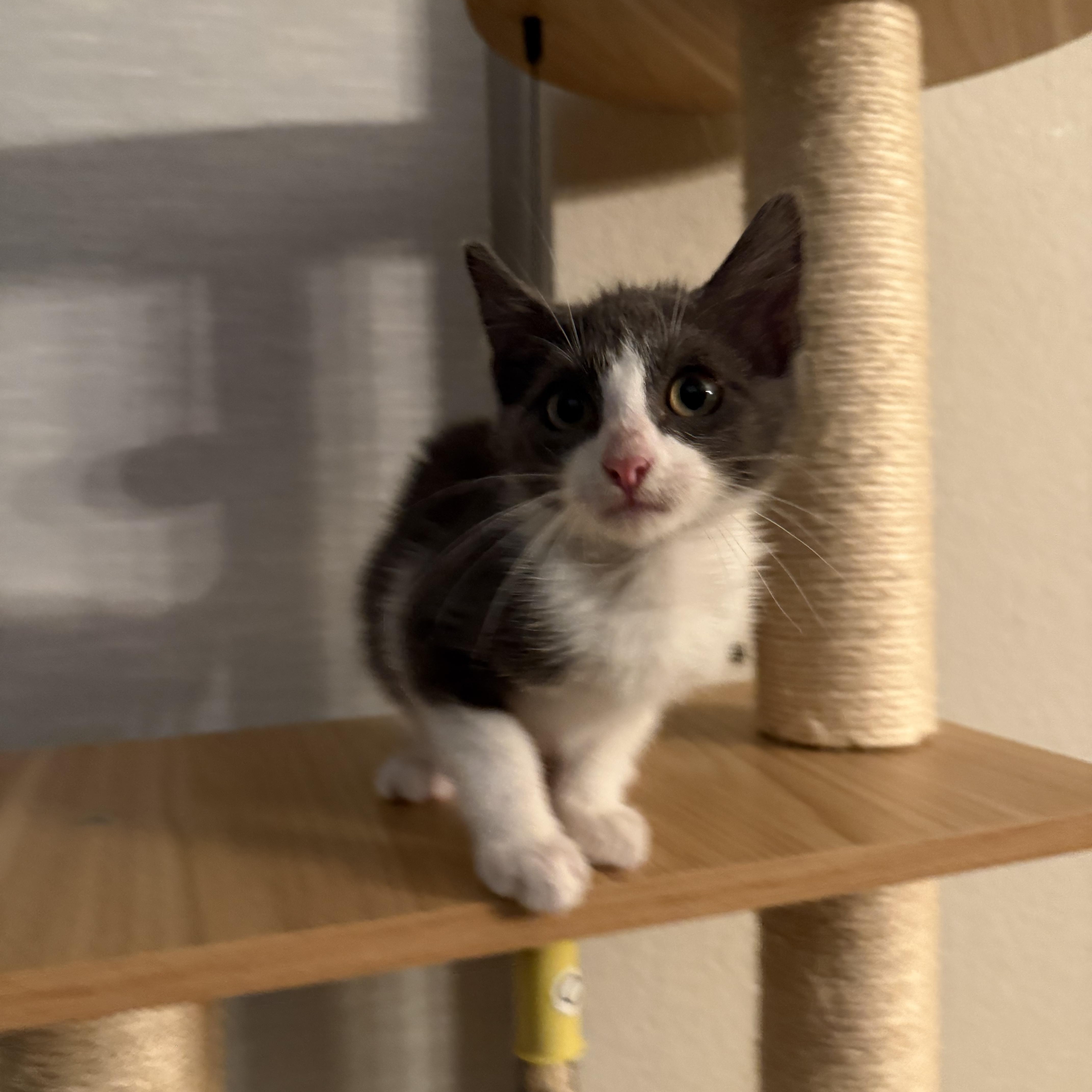 Iversoni Ort thumbnail 4