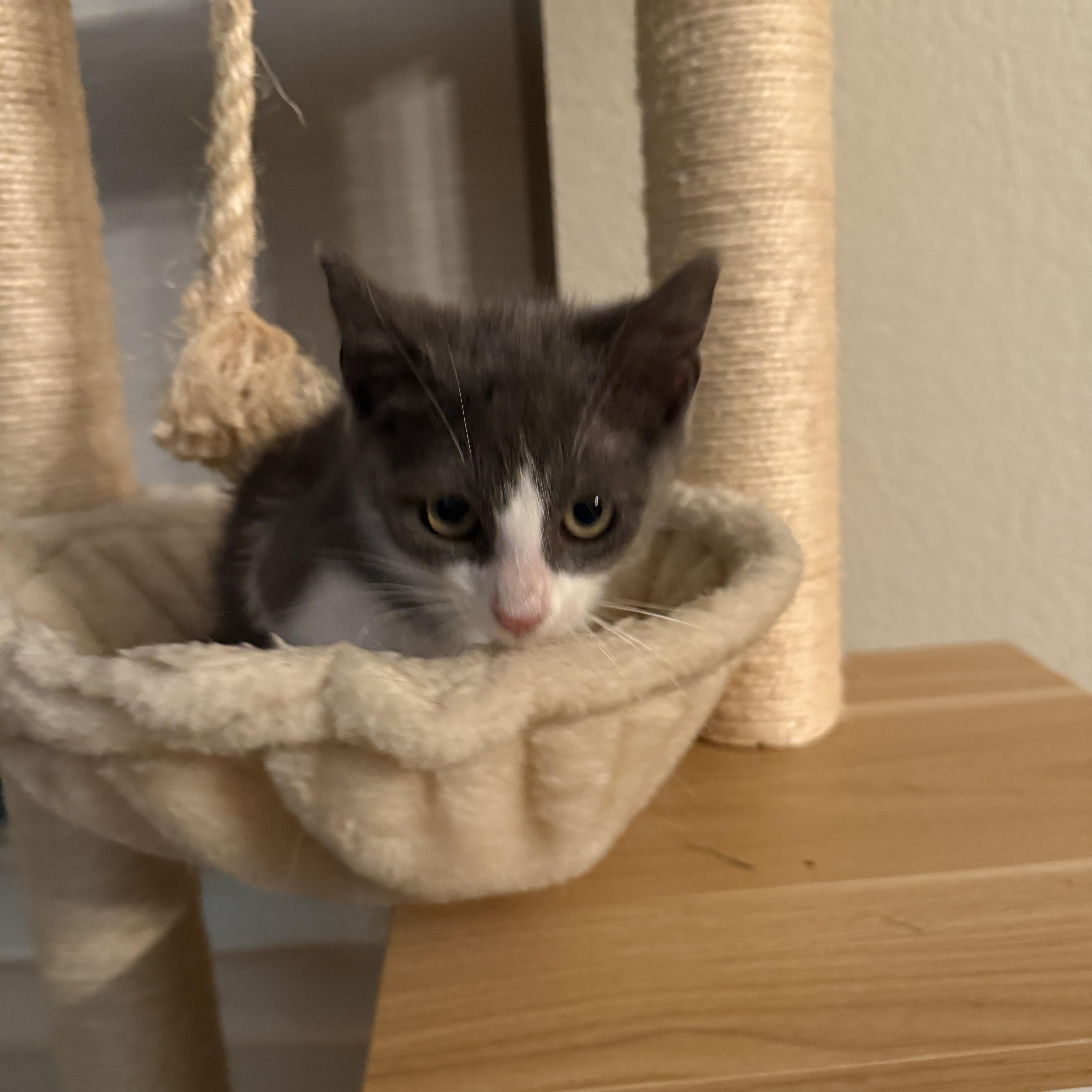 A baby medium-sized male Gray / Blue / Silver Domestic Short Hair cat named Iversoni Ort for adoption in Missouri City, TX
