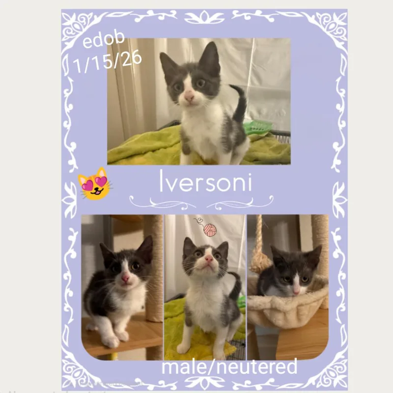 Iversoni Ort thumbnail 5