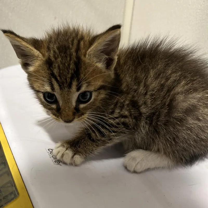 A baby small-sized male Gray / Blue / Silver Domestic Short Hair cat named Poseidon for adoption in Tampa, FL