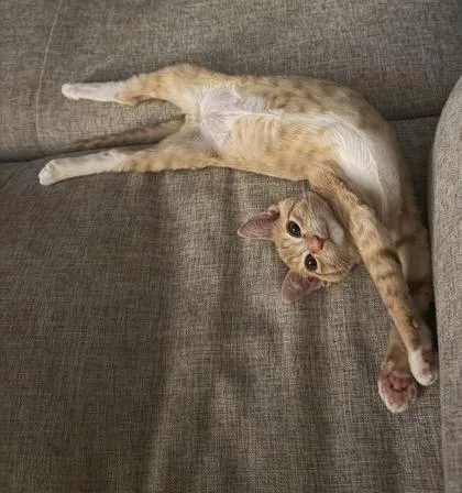 A baby small-sized male Domestic Medium Hair cat named Drool for adoption in Honolulu, HI