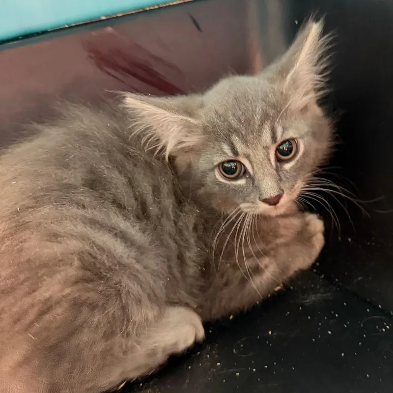 A baby small-sized female Domestic Long Hair cat named Polly for adoption in Troy, VA