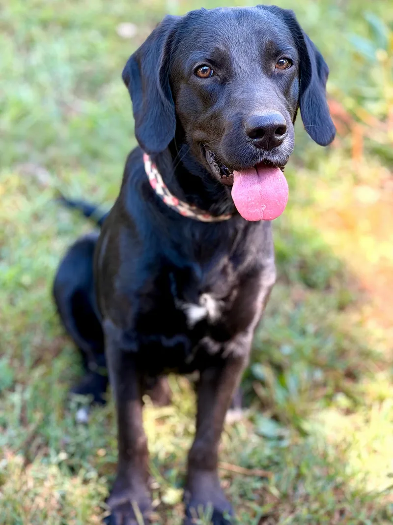 A baby large-sized male Black Labrador Retriever dog named Cody Transport for adoption in Gradyville, KY