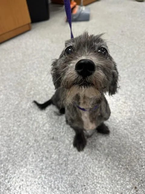 An adult medium-sized male Schnauzer dog named A for adoption in Pasadena, TX